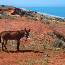 Donkey with Beach Sidi Moussa - north of Tazaghine